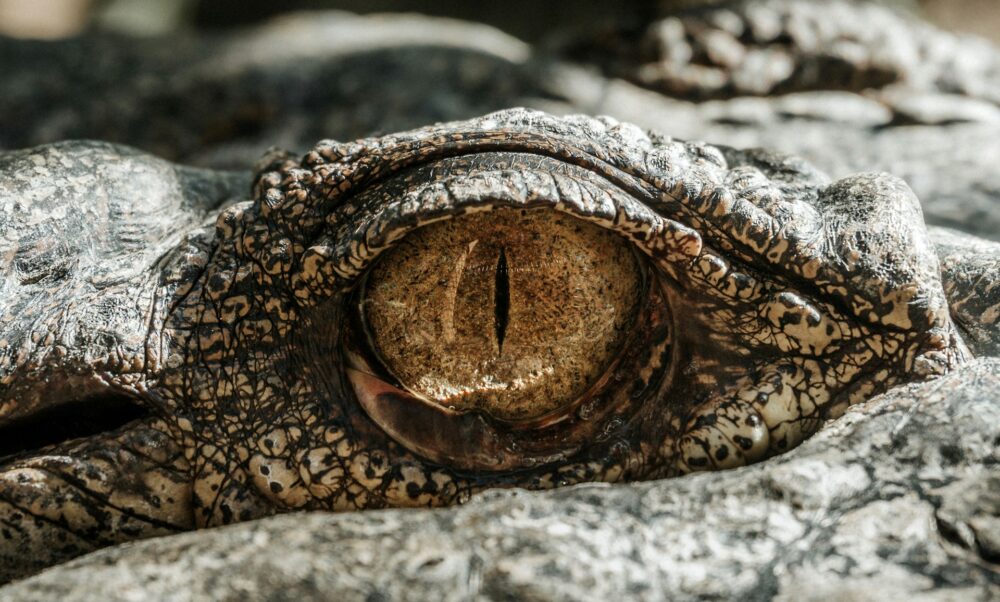 samuel-scrimshaw-iq8x4Ik8mi8-unsplash-1000×602